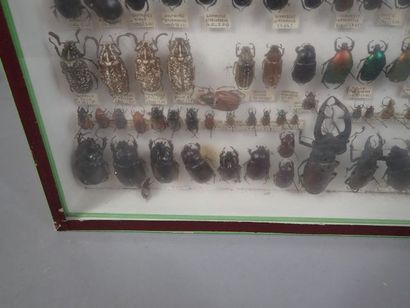 null *Boite entomologique comprenant 185 spécimens de scarabeus et staphylins (Silpna,...
