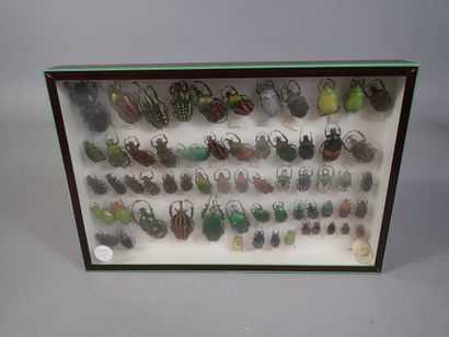 *Boite entomologique comprenant 62 spécimens...