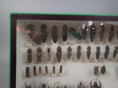null *Boite entomologique comprenant 41 spécimens de cetoines, taupins et bupreste...