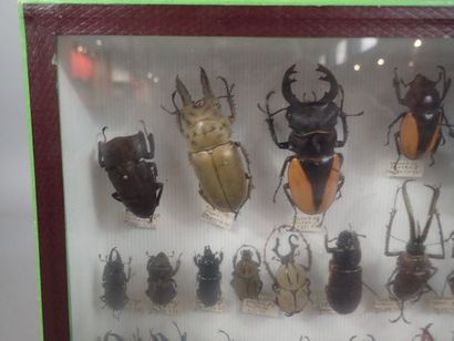 null *Boite entomologique comprenant 55 spécimens de lucanes ( Lucanus, homoderus,...