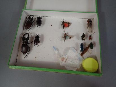 null *Boite entomologique comprenant 12 spécimens divers (lucanus, cetonia…) (Dim:...