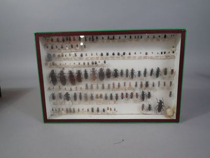 *Boite entomologique comprenant 59 spécimens...