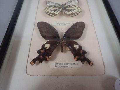 null *Boite entomologique comprenant 2 spécimens de papillon: 1 Prioneris thestylis...