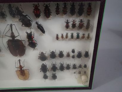 null *Boite entomologique comprenant 75 coléoptère (carabes, blaps et clairons) (Dim:...
