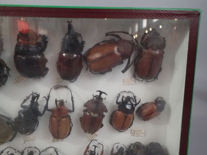 null *Boite entomologique comprenant 25 spécimens de scarabées (eupatorus, archon,...