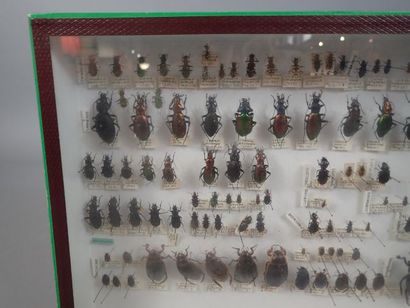 null *Boite entomologique comprenant 126 spécimens de carabes et dytiques (Dromius,...