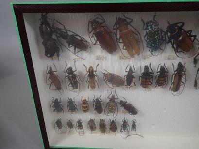 null *Boite entomolgique comprenant 30 spécimens de longicornes (Dim: 26x39cm).