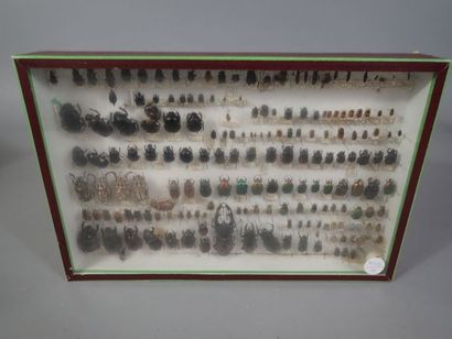 *Boite entomologique comprenant 185 spécimens...