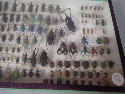 null *Boite entomologique comprenant 139 spécimens de charançons et cassides (Lampyris,...