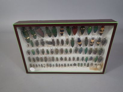 *Boite entomologique comprenant 86 spécimens...