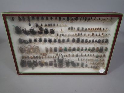 null *Boite entomologique comprenant 185 spécimens de scarabeus et staphylins (Silpna,...