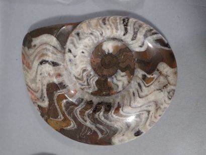 null *Ensemble de coquillages divers dont porcelaine tigrée, ammonite, etc.