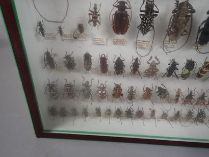 null *Boite entomologique comprenant 78 spécimens de longicornes (Psalidognathus,...