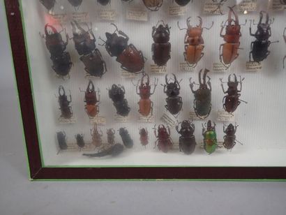 null *Boite entomologique comprenant 55 spécimens de lucanes ( Lucanus, homoderus,...