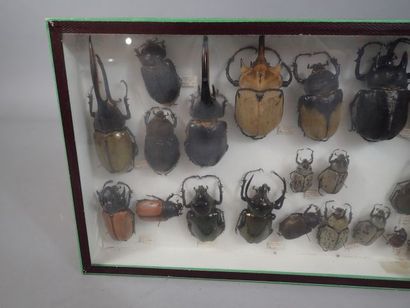 null *Boîte entomoligique comprenant 20 spécimens de scrabées (megasoma, eupterus,...