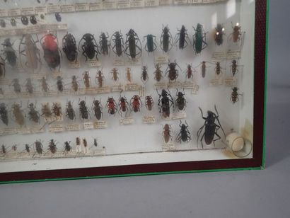 null *Boite entomologique comprenant 59 spécimens de charançons, crysomelot, longicornes...
