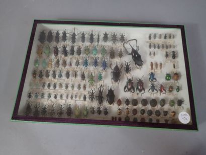 *Boite entomologique comprenant 139 spécimens...