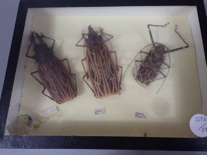 null *Boite entomologique comprenant 3 spécimens dont 2 macrodentia cervicornis et...