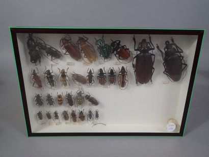 null *Boite entomolgique comprenant 30 spécimens de longicornes (Dim: 26x39cm).