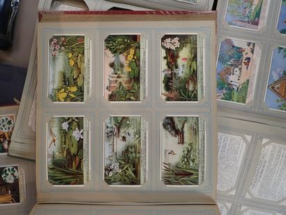 null Ensemble d'albums de chromolithographies Liebig, diverses séries dont "Les plantes...