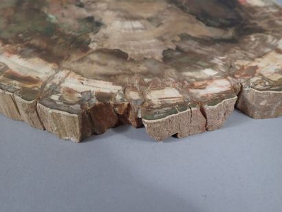 null Grande tranche de bois fossilisé. (Dim. : 23,5 x 24,5 cm)