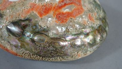 null Grand coquillage ormeau en nacre ajourée, largeur: 20 cm