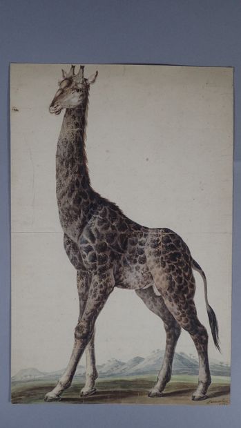 DESMOULINS (Actif au XVIIIème siècle)
Girafe
Aquarelle...