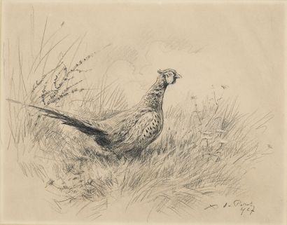  Xavier de Poret (1894-1975), Wild Pheasant, 1967, charcoal on paper, signed and... Gazette Drouot