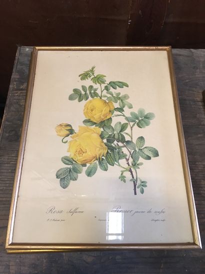 null Cinq reproductions de fleurs dans des cadres en bois doré

40 x 29 cm chaqu...