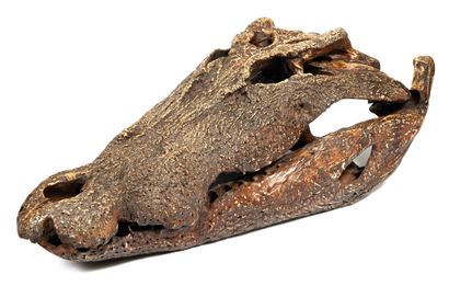 Crocodile marin Marine crocodile

Crocodylus porosus; 

Large skull. Lacunar teeth....