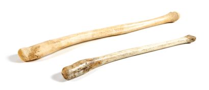 Deux os péniens de morse Deux os péniens de morse

Odobenus rosmarus.

Le baculum...