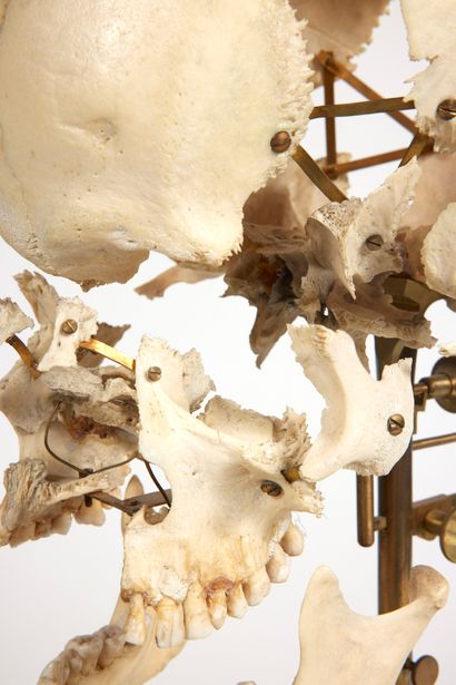 Crâne anthropométrique Anthropometric skull

the skeleton disarticulated, the bones...