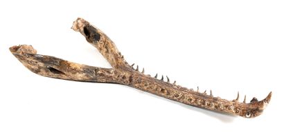 Gavial du Gange 
Gavial of the Ganges

Jaw of Pholidosaurus sp

Fossil.

From an...