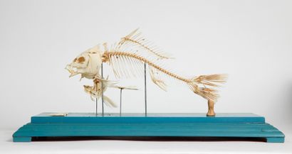 Squelette de poisson naturalisé Skeleton of fish naturalized

by Deyrolle, it bears...
