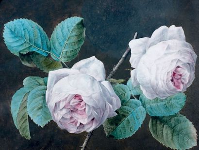 PIERRE-JOSEPH REDOUTE (SAINT-HUBERT 1759 - PARIS 1840) Etude de deux roses
Aquarelle...
