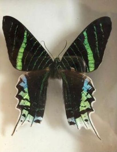 null ANCIEN ENCADREMENT comprenant 27 papillons naturalisés d'espèces diverses. 

Fond...