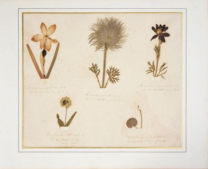 HERBIER. Herbier naturel daté 1870-1873.Recueil de différentes espèces de fleurs...