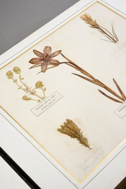 HERBIER. Herbier naturel daté 1870-1873.Recueil de différentes espèces de fleurs...