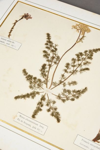 HERBIER. Herbier naturel daté 1870-1873.Recueil de différentes espèces de fleurs...