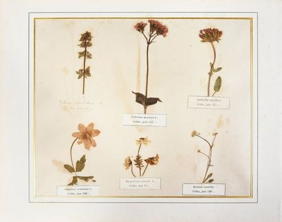 HERBIER. Herbier naturel daté 1870-1873.Recueil de différentes espèces de fleurs...