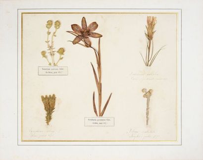 HERBIER. Herbier naturel daté 1870-1873.Recueil de différentes espèces de fleurs...