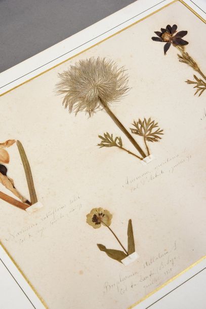 HERBIER. Herbier naturel daté 1870-1873.Recueil de différentes espèces de fleurs...
