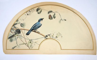 null Ornithologie, vers 1890-1900
Suite de trois planches de feuilles d'éventails...