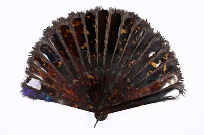 null Lophophore, circa 1900
Fan made of lophophore feathers with blue reflections.
Brown...