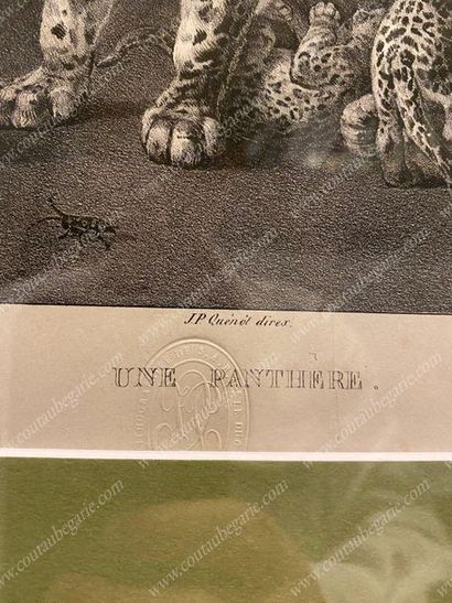 École Française du XIXe siècle 
A panther.
Lithograph signed Ct Moltke, from the...