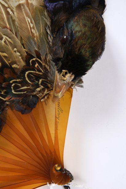 null Pheasant feathers, circa 1900
Pheasant feather fan.
Blonde tortoiseshell frame**,...