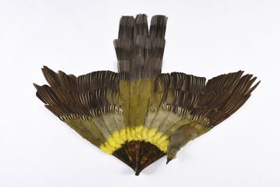 null Plumes vertes, vers 1900.
Monture en écaille brune**.
H.t. 46 cm 
Avec un cadre...