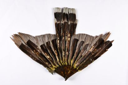  Green feathers, circa 1900. Brown tortoiseshell frame**. H.t. 46 cm With a plexiglass...