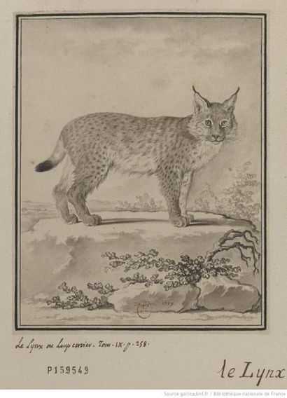 Jacques Eustache de Sève (vers 1770-1830) 
Le lynx 1792
Plume et lavis gris sur papier...