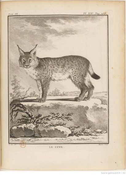 Jacques Eustache de Sève (vers 1770-1830) 
The lynx 1792
Feather and grey wash on...